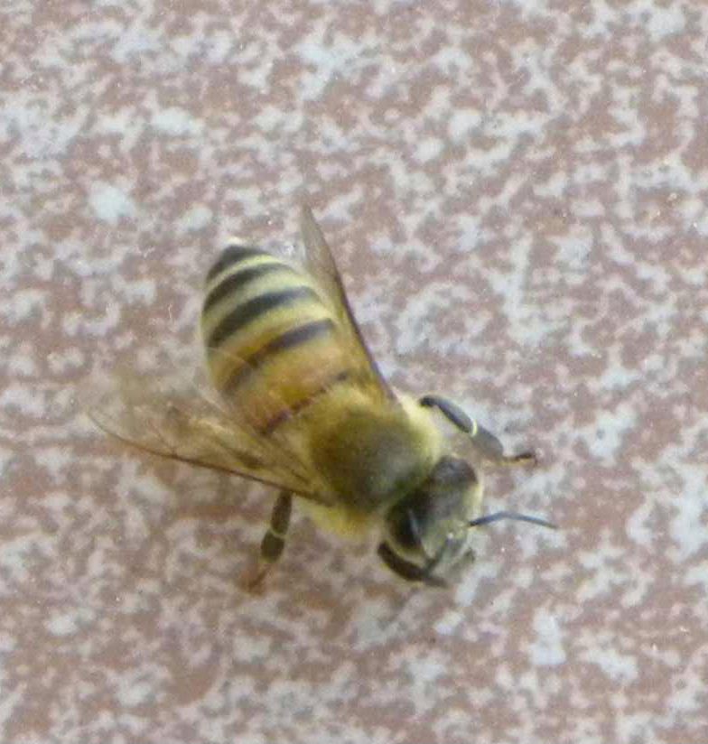 Apis mellifera in libera uscita